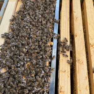 Bienen Imkereibedarf Saarland Imkerzubehör